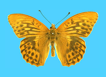 Argynnis paphia male (aberrant form calidegenita, F. W. Frowhawk 7-1923) (Internet Image property of respective owner, non-commercial use only)